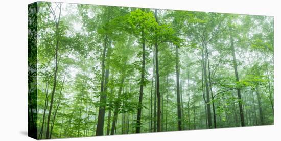 Trees in a Forest, Hamburg, New York State, USA-null-Stretched Canvas