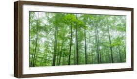 Trees in a Forest, Hamburg, New York State, USA-null-Framed Photographic Print