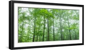 Trees in a Forest, Hamburg, New York State, USA-null-Framed Photographic Print