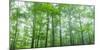 Trees in a Forest, Hamburg, New York State, USA-null-Mounted Photographic Print