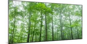 Trees in a Forest, Hamburg, New York State, USA-null-Mounted Photographic Print