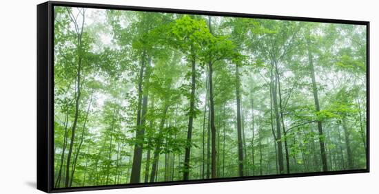 Trees in a Forest, Hamburg, New York State, USA-null-Framed Stretched Canvas