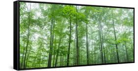 Trees in a Forest, Hamburg, New York State, USA-null-Framed Stretched Canvas