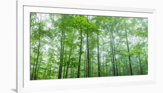 Trees in a Forest, Hamburg, New York State, USA-null-Framed Photographic Print