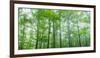 Trees in a Forest, Hamburg, New York State, USA-null-Framed Photographic Print