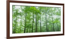 Trees in a Forest, Hamburg, New York State, USA-null-Framed Photographic Print