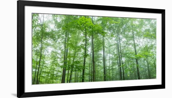 Trees in a Forest, Hamburg, New York State, USA-null-Framed Photographic Print