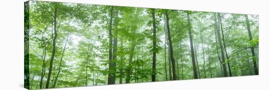Trees in a Forest, Hamburg, New York State, USA-null-Stretched Canvas