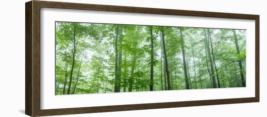 Trees in a Forest, Hamburg, New York State, USA-null-Framed Photographic Print