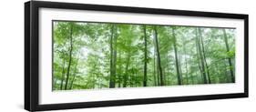 Trees in a Forest, Hamburg, New York State, USA-null-Framed Photographic Print