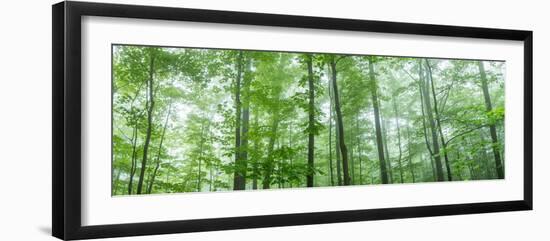 Trees in a Forest, Hamburg, New York State, USA-null-Framed Photographic Print