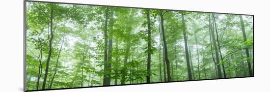 Trees in a Forest, Hamburg, New York State, USA-null-Mounted Photographic Print