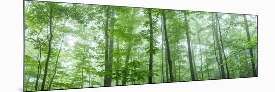 Trees in a Forest, Hamburg, New York State, USA-null-Mounted Photographic Print