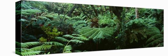 Trees in a Forest, Hawaii Volcanoes National Park, Hawaii, USA-null-Stretched Canvas