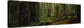 Trees in a Forest, Hoh Rainforest, Olympic National Park, Washington, USA-null-Stretched Canvas