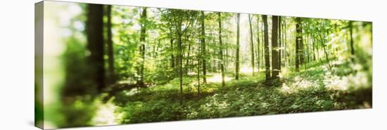 Trees in a Forest, Hudson Valley, New Jersey, USA-null-Stretched Canvas