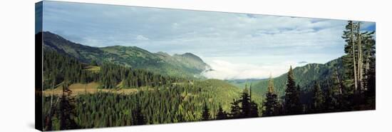 Trees in a Forest, Hurricane Ridge, Olympic National Park, Washington State, USA-null-Stretched Canvas