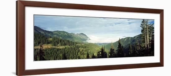 Trees in a Forest, Hurricane Ridge, Olympic National Park, Washington State, USA-null-Framed Photographic Print