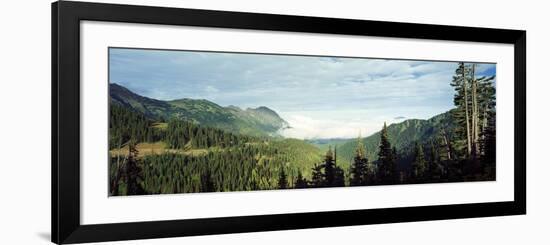 Trees in a Forest, Hurricane Ridge, Olympic National Park, Washington State, USA-null-Framed Photographic Print