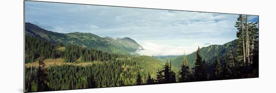 Trees in a Forest, Hurricane Ridge, Olympic National Park, Washington State, USA-null-Mounted Photographic Print