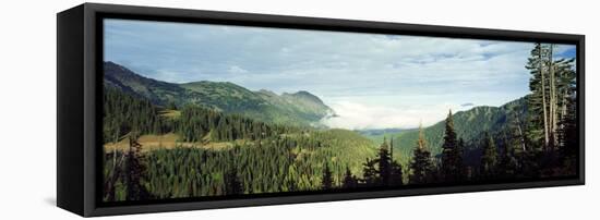 Trees in a Forest, Hurricane Ridge, Olympic National Park, Washington State, USA-null-Framed Stretched Canvas