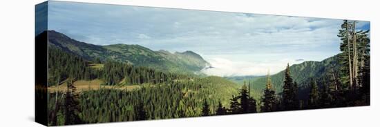 Trees in a Forest, Hurricane Ridge, Olympic National Park, Washington State, USA-null-Stretched Canvas