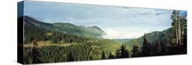 Trees in a Forest, Hurricane Ridge, Olympic National Park, Washington State, USA-null-Stretched Canvas