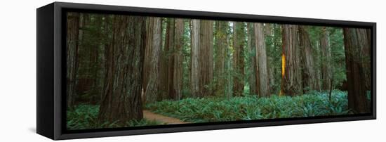 Trees in a Forest, Jedediah Smith Redwoods State Park, California, USA-null-Framed Stretched Canvas