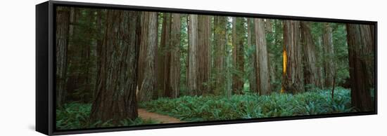 Trees in a Forest, Jedediah Smith Redwoods State Park, California, USA-null-Framed Stretched Canvas