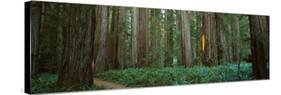 Trees in a Forest, Jedediah Smith Redwoods State Park, California, USA-null-Stretched Canvas