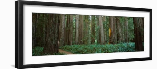 Trees in a Forest, Jedediah Smith Redwoods State Park, California, USA-null-Framed Premium Photographic Print