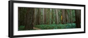 Trees in a Forest, Jedediah Smith Redwoods State Park, California, USA-null-Framed Premium Photographic Print