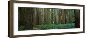 Trees in a Forest, Jedediah Smith Redwoods State Park, California, USA-null-Framed Photographic Print