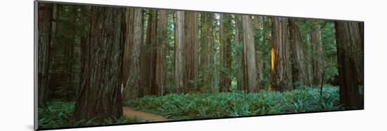 Trees in a Forest, Jedediah Smith Redwoods State Park, California, USA-null-Mounted Photographic Print