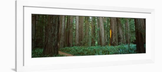 Trees in a Forest, Jedediah Smith Redwoods State Park, California, USA-null-Framed Photographic Print