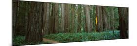 Trees in a Forest, Jedediah Smith Redwoods State Park, California, USA-null-Mounted Photographic Print