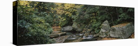 Trees in a Forest, Meadow Run, Ohiopyle State Park, Pennsylvania, USA-null-Stretched Canvas