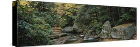 Trees in a Forest, Meadow Run, Ohiopyle State Park, Pennsylvania, USA-null-Stretched Canvas