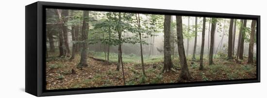 Trees in a Forest, Old Forge, Adirondack Mountains, Herkimer County, New York State, USA-null-Framed Stretched Canvas