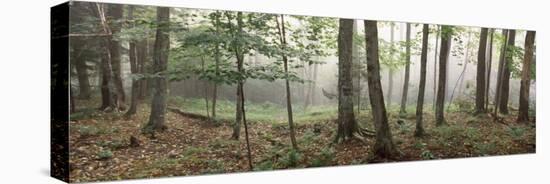 Trees in a Forest, Old Forge, Adirondack Mountains, Herkimer County, New York State, USA-null-Stretched Canvas