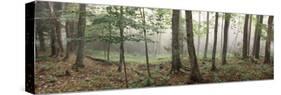 Trees in a Forest, Old Forge, Adirondack Mountains, Herkimer County, New York State, USA-null-Stretched Canvas