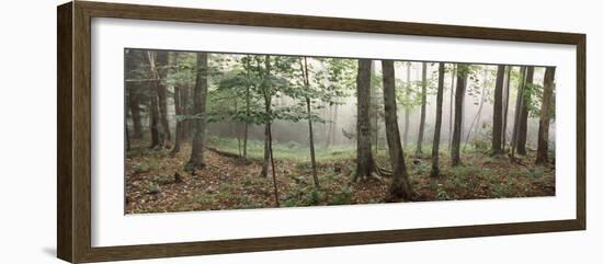 Trees in a Forest, Old Forge, Adirondack Mountains, Herkimer County, New York State, USA-null-Framed Photographic Print