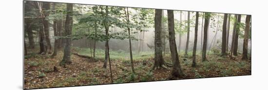 Trees in a Forest, Old Forge, Adirondack Mountains, Herkimer County, New York State, USA-null-Mounted Photographic Print