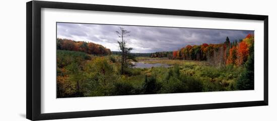 Trees in a Forest, Ottawa National Forest, North Woods, Upper Peninsula, Michigan, USA-null-Framed Photographic Print