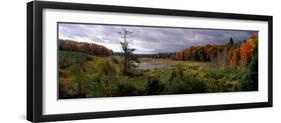 Trees in a Forest, Ottawa National Forest, North Woods, Upper Peninsula, Michigan, USA-null-Framed Photographic Print