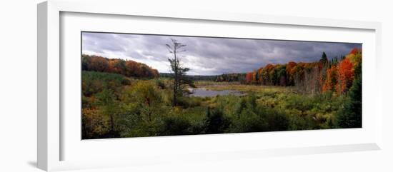 Trees in a Forest, Ottawa National Forest, North Woods, Upper Peninsula, Michigan, USA-null-Framed Photographic Print