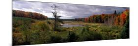 Trees in a Forest, Ottawa National Forest, North Woods, Upper Peninsula, Michigan, USA-null-Mounted Photographic Print