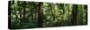 Trees in a Forest, Rainforest, Trianon Park, Sao Paulo, Brazil-null-Stretched Canvas