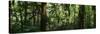 Trees in a Forest, Rainforest, Trianon Park, Sao Paulo, Brazil-null-Stretched Canvas