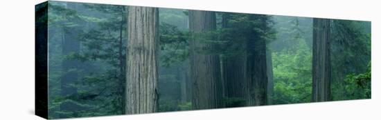 Trees in a Forest, Redwood National Park, California, USA-null-Stretched Canvas